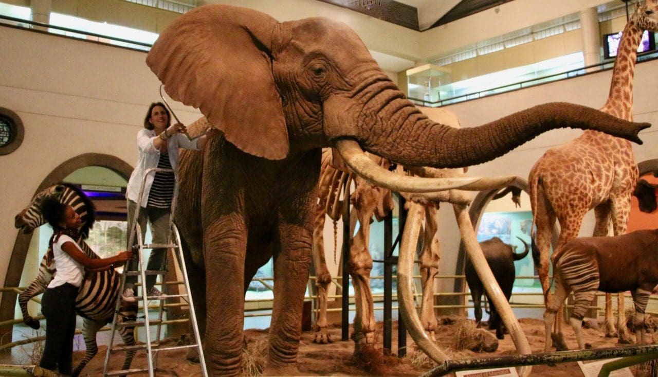 Athena (Matriarch Big Tusker Ele and Calves sculpture) - Image 4