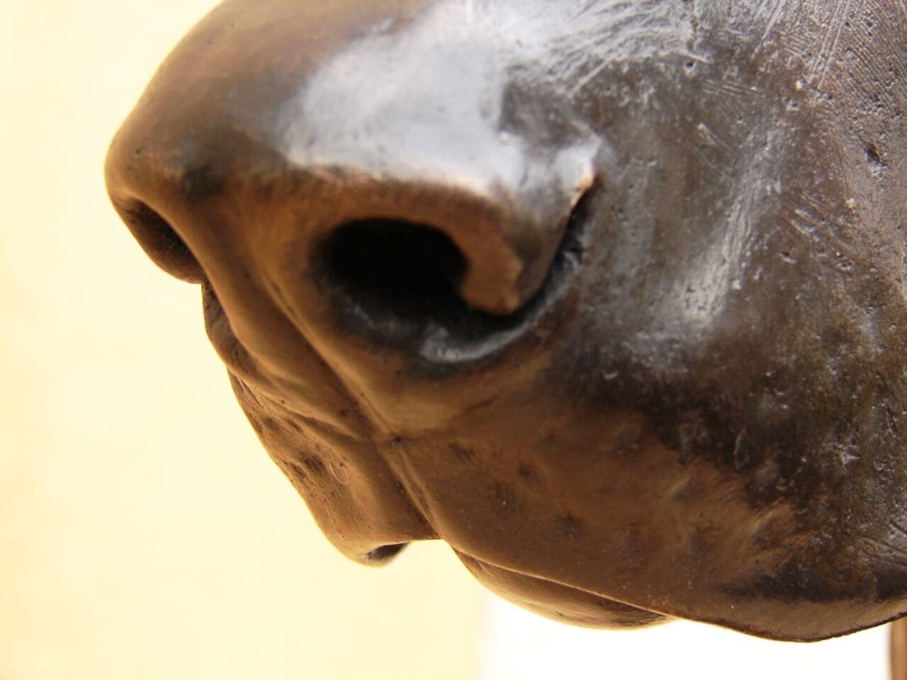 Woggle, Bust of a Doberman - Crufts Winner - Image 3