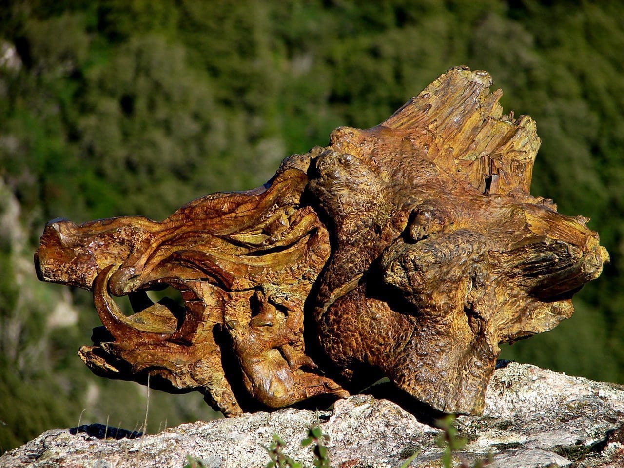Head of Wild Boar (Bronze Sanglier Bust statue) - Image 2