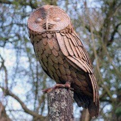 Tawny Owl