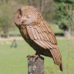 Tawny Owl - Image 3