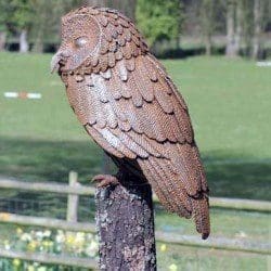 Tawny Owl - Image 4