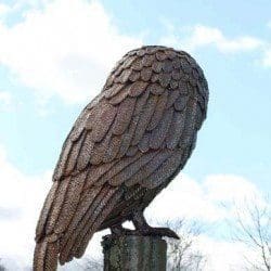 Tawny Owl - Image 5