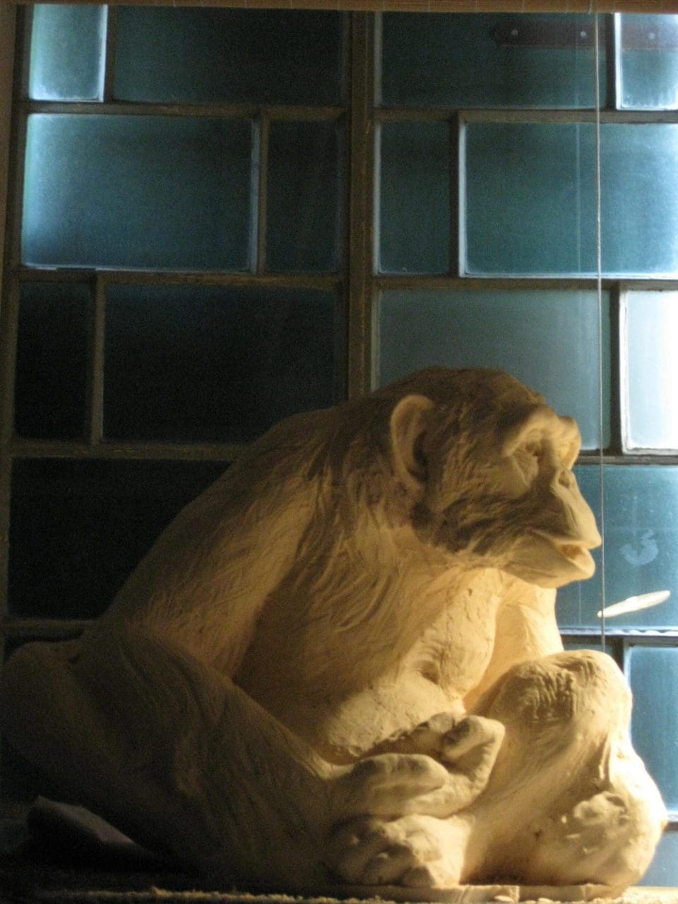 Chimpanzee (Resting Monkey/Primate Plaster sculpture)