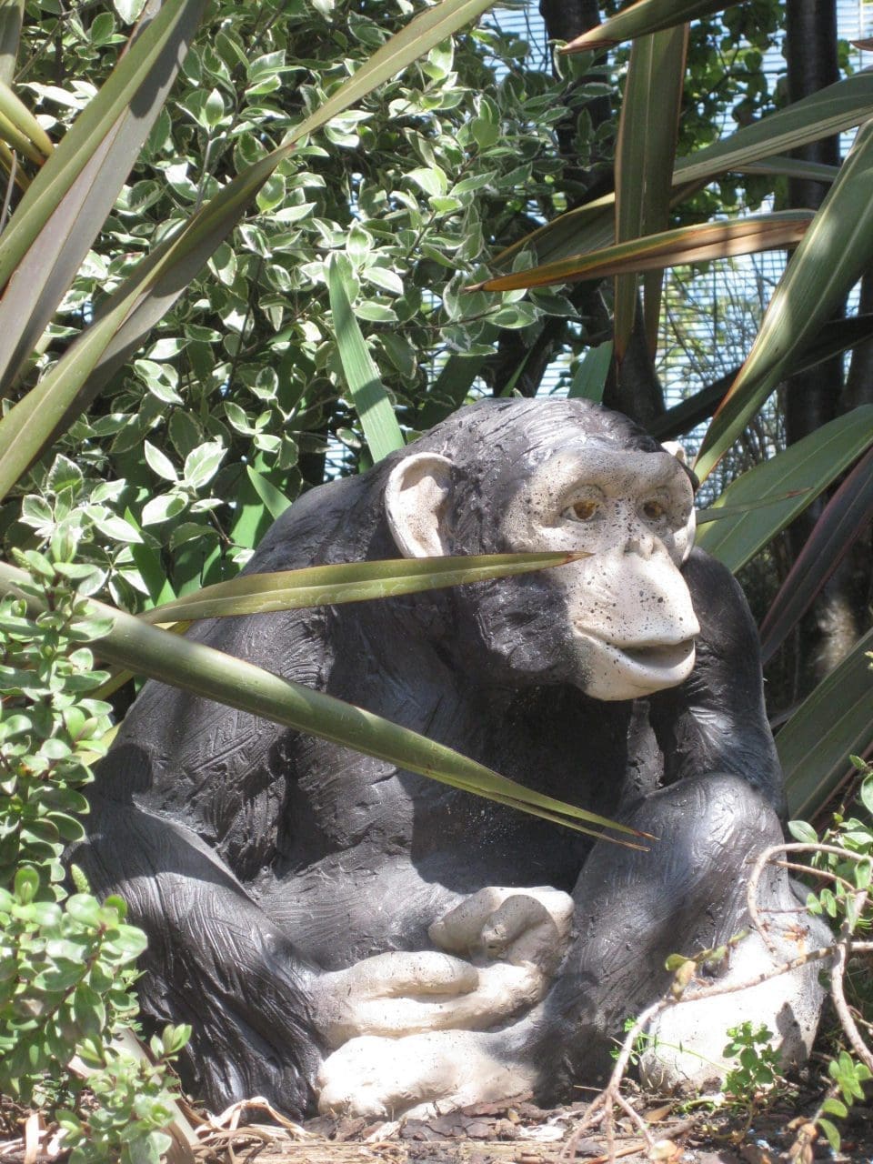Chimpanzee (Cement Fondue Life Like Primate statue)