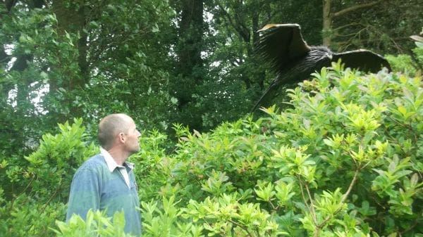 Red Kite (Steel Bird of Prey Lifesize Yard statue) - Image 3