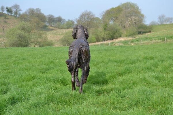 Walking English Setter (Bronze Resin Setter Dog Statue) - Image 4