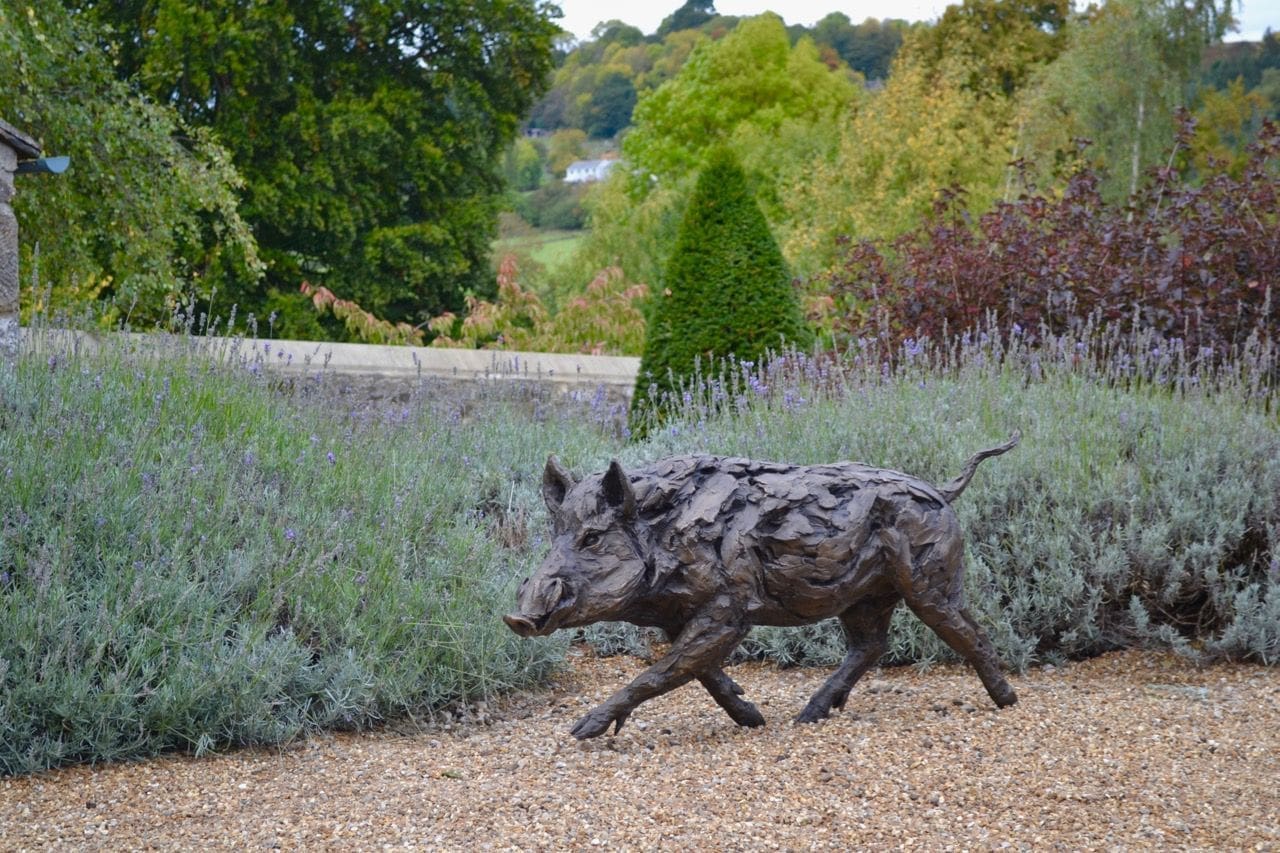 Running Wild Boar - Image 2