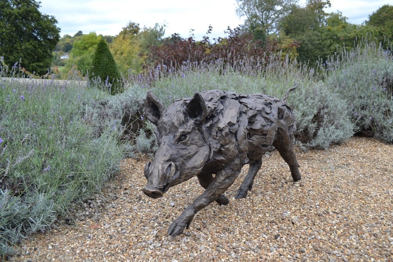 Running Wild Boar - Image 3