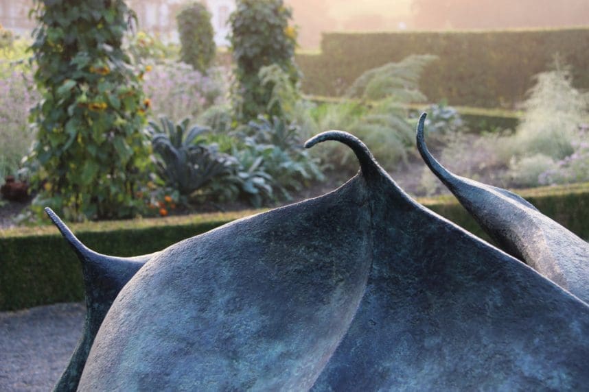 Helleborus Niger Seed Pod - Image 4